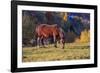 Romania, Transylvania, Magura, Piatra Craiului National Park. Horse-Emily Wilson-Framed Photographic Print