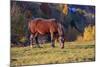 Romania, Transylvania, Magura, Piatra Craiului National Park. Horse-Emily Wilson-Mounted Photographic Print