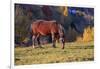 Romania, Transylvania, Magura, Piatra Craiului National Park. Horse-Emily Wilson-Framed Photographic Print