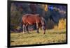 Romania, Transylvania, Magura, Piatra Craiului National Park. Horse-Emily Wilson-Framed Photographic Print