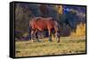 Romania, Transylvania, Magura, Piatra Craiului National Park. Horse-Emily Wilson-Framed Stretched Canvas