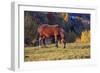 Romania, Transylvania, Magura, Piatra Craiului National Park. Horse-Emily Wilson-Framed Photographic Print