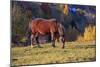 Romania, Transylvania, Magura, Piatra Craiului National Park. Horse-Emily Wilson-Mounted Photographic Print