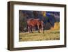 Romania, Transylvania, Magura, Piatra Craiului National Park. Horse-Emily Wilson-Framed Photographic Print