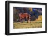 Romania, Transylvania, Magura, Piatra Craiului National Park. Horse-Emily Wilson-Framed Photographic Print