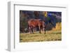 Romania, Transylvania, Magura, Piatra Craiului National Park. Horse-Emily Wilson-Framed Photographic Print