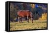 Romania, Transylvania, Magura, Piatra Craiului National Park. Horse-Emily Wilson-Framed Stretched Canvas