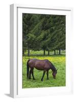 Romania, Transylvania, Tihuta Pass, Horse in Pasture-Walter Bibikow-Framed Photographic Print