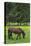 Romania, Transylvania, Tihuta Pass, Horse in Pasture-Walter Bibikow-Stretched Canvas
