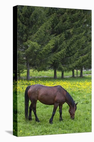 Romania, Transylvania, Tihuta Pass, Horse in Pasture-Walter Bibikow-Stretched Canvas