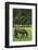 Romania, Transylvania, Tihuta Pass, Horse in Pasture-Walter Bibikow-Framed Premium Photographic Print