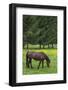 Romania, Transylvania, Tihuta Pass, Horse in Pasture-Walter Bibikow-Framed Photographic Print