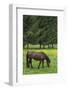 Romania, Transylvania, Tihuta Pass, Horse in Pasture-Walter Bibikow-Framed Photographic Print