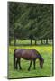 Romania, Transylvania, Tihuta Pass, Horse in Pasture-Walter Bibikow-Mounted Photographic Print