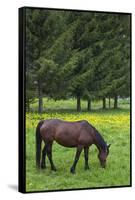 Romania, Transylvania, Tihuta Pass, Horse in Pasture-Walter Bibikow-Framed Stretched Canvas