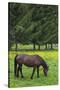 Romania, Transylvania, Tihuta Pass, Horse in Pasture-Walter Bibikow-Stretched Canvas