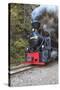 Romania, Viseu de Sus, Wood-burning steam locomotive.-Emily Wilson-Stretched Canvas