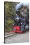 Romania, Viseu de Sus, Wood-burning steam locomotive.-Emily Wilson-Stretched Canvas