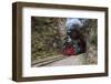 Romania, Viseu de Sus, Wood-burning steam locomotive.-Emily Wilson-Framed Photographic Print