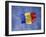 Romanian National Flag, Romania-Dave Bartruff-Framed Photographic Print