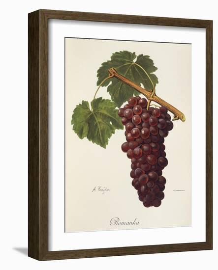 Romanka Grape-A. Kreyder-Framed Giclee Print