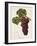 Romanka Grape-A. Kreyder-Framed Giclee Print