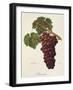 Romanka Grape-A. Kreyder-Framed Giclee Print