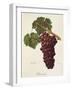 Romanka Grape-A. Kreyder-Framed Giclee Print