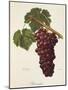 Romanka Grape-A. Kreyder-Mounted Giclee Print