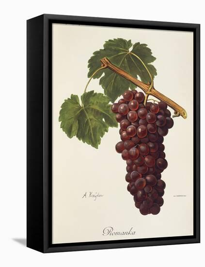 Romanka Grape-A. Kreyder-Framed Stretched Canvas