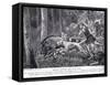 Romans Hunting Wild Boar-George Derville Rowlandson-Framed Stretched Canvas