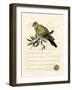 Romantic Dove I-Vision Studio-Framed Art Print