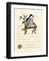 Romantic Dove II-Vision Studio-Framed Art Print