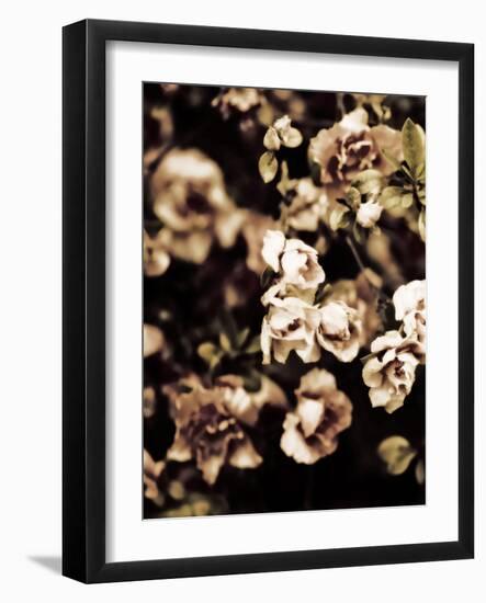 Romantic Roses I-Tang Ling-Framed Photographic Print