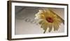 Romantic Still Life with Blossom-Uwe Merkel-Framed Photographic Print