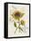 Romantic Sunflower II-Jade Reynolds-Framed Stretched Canvas