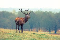 British Deer Stag in the Park-Romas Vysniauskas-Photographic Print