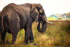 Large African Elephant-Romas Vysniauskas-Photographic Print