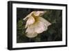 Romenya Coulteri Poppy-David Lorenz Winston-Framed Art Print