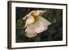 Romenya Coulteri Poppy-David Lorenz Winston-Framed Art Print