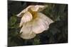 Romenya Coulteri Poppy-David Lorenz Winston-Mounted Art Print