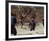 Romeo and Juliet, Leonard Whiting, 1968-null-Framed Photo