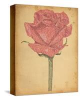 Romeo and Juliet Rose-null-Stretched Canvas