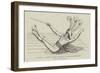 Romeo Coates's Dying Scene in The Fair Penitent-null-Framed Giclee Print