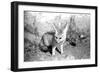 Rommella the desert fox February 1972-Staff-Framed Photographic Print