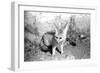 Rommella the desert fox February 1972-Staff-Framed Photographic Print