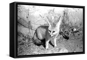 Rommella the desert fox February 1972-Staff-Framed Stretched Canvas