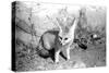 Rommella the desert fox February 1972-Staff-Stretched Canvas