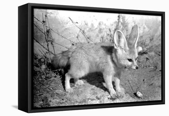 Rommella the desert fox February 1972-Staff-Framed Stretched Canvas