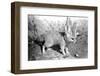 Rommella the desert fox February 1972-Staff-Framed Photographic Print